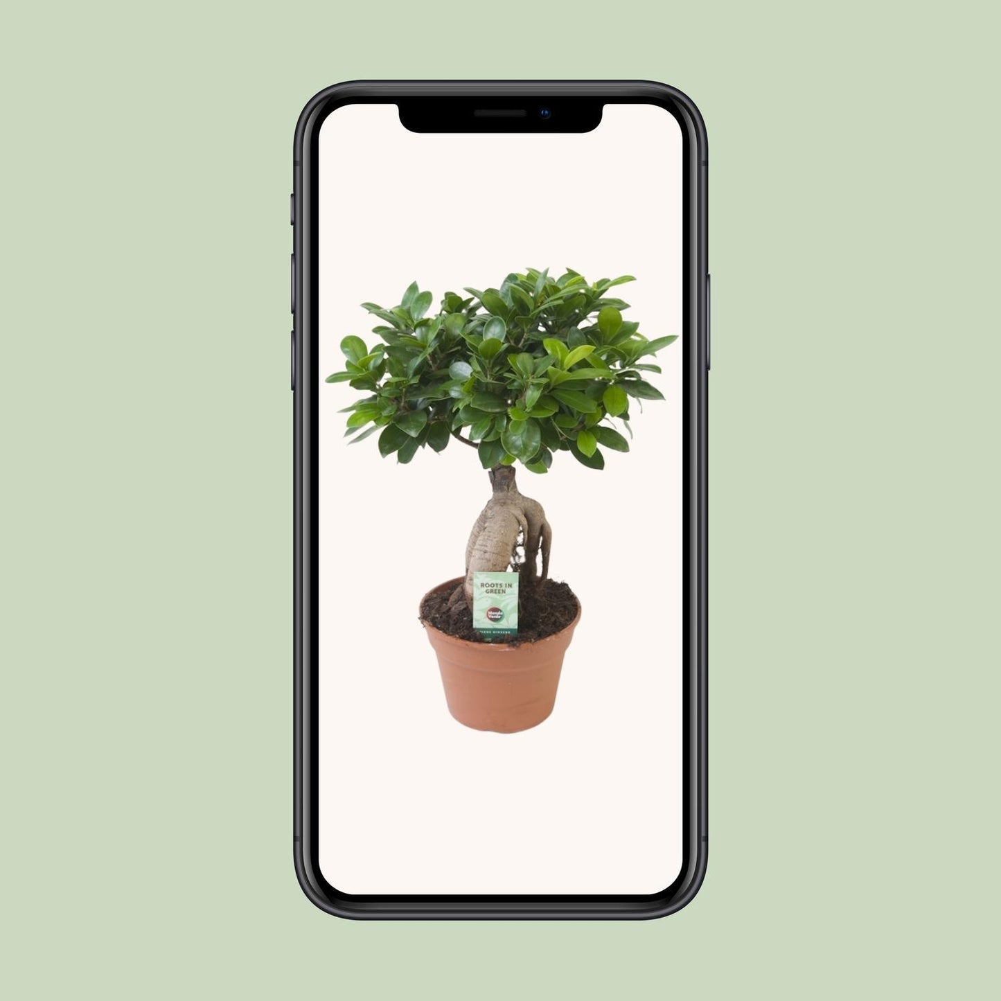 Ficus Ginseng - Chinesische Feige Pflanze - Ø17cm - ↨40cm