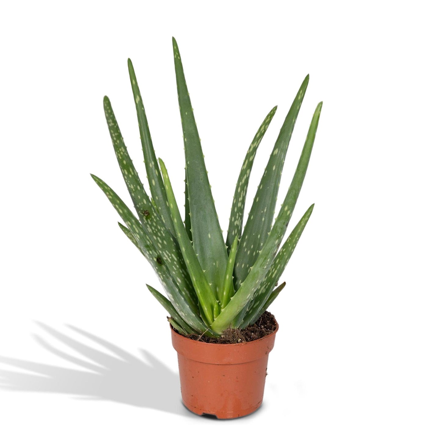 Aloe vera - ↨40cm - Ø12cm