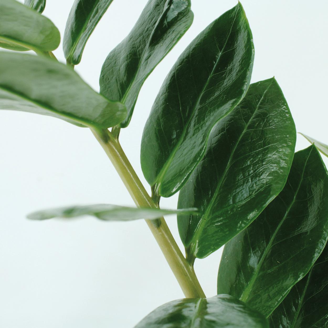 2x Zamioculcas Zamiifolia - Glücksfeder - ↨50cm - Ø14cm