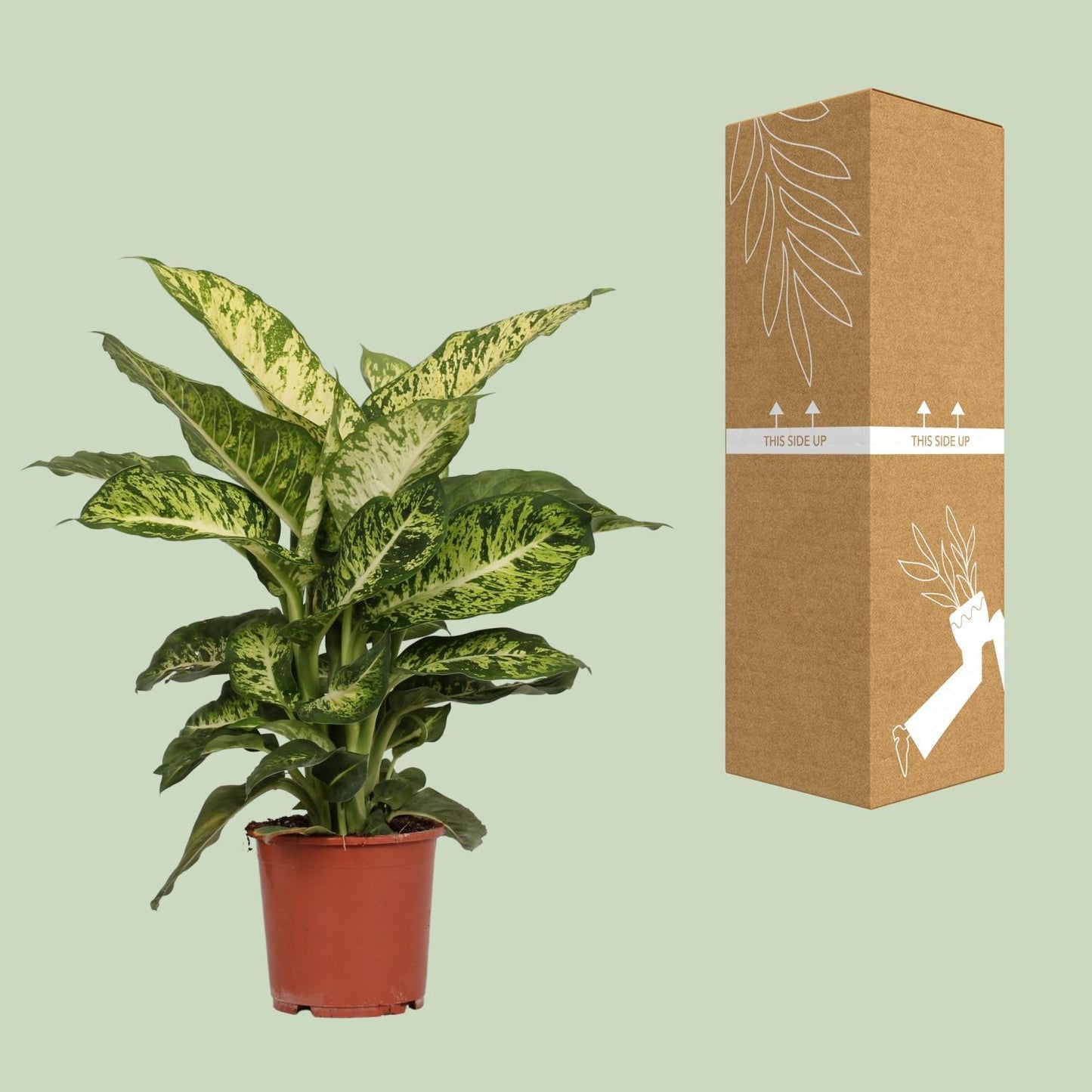 Dieffenbachia Mars -  Ø17cm - ↨50cm