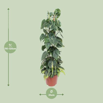 Philodendron Scandens Brasil - Ø24cm - ↨120cm