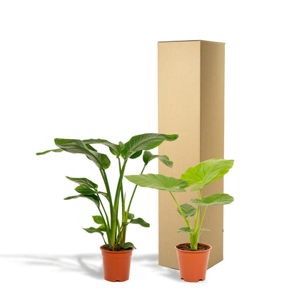 Strelitzia Nicolai - Ø19cm - ↨85cm + Alocasia Macrorrhiza - Ø19cm - ↨70cm