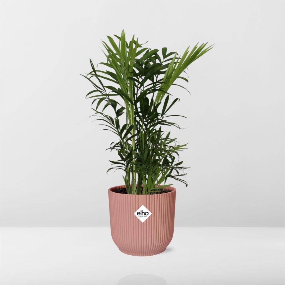 Chamaedorea Elegans - 30cm-40cm - in ELHO Vibes Fold 14cm Rosa