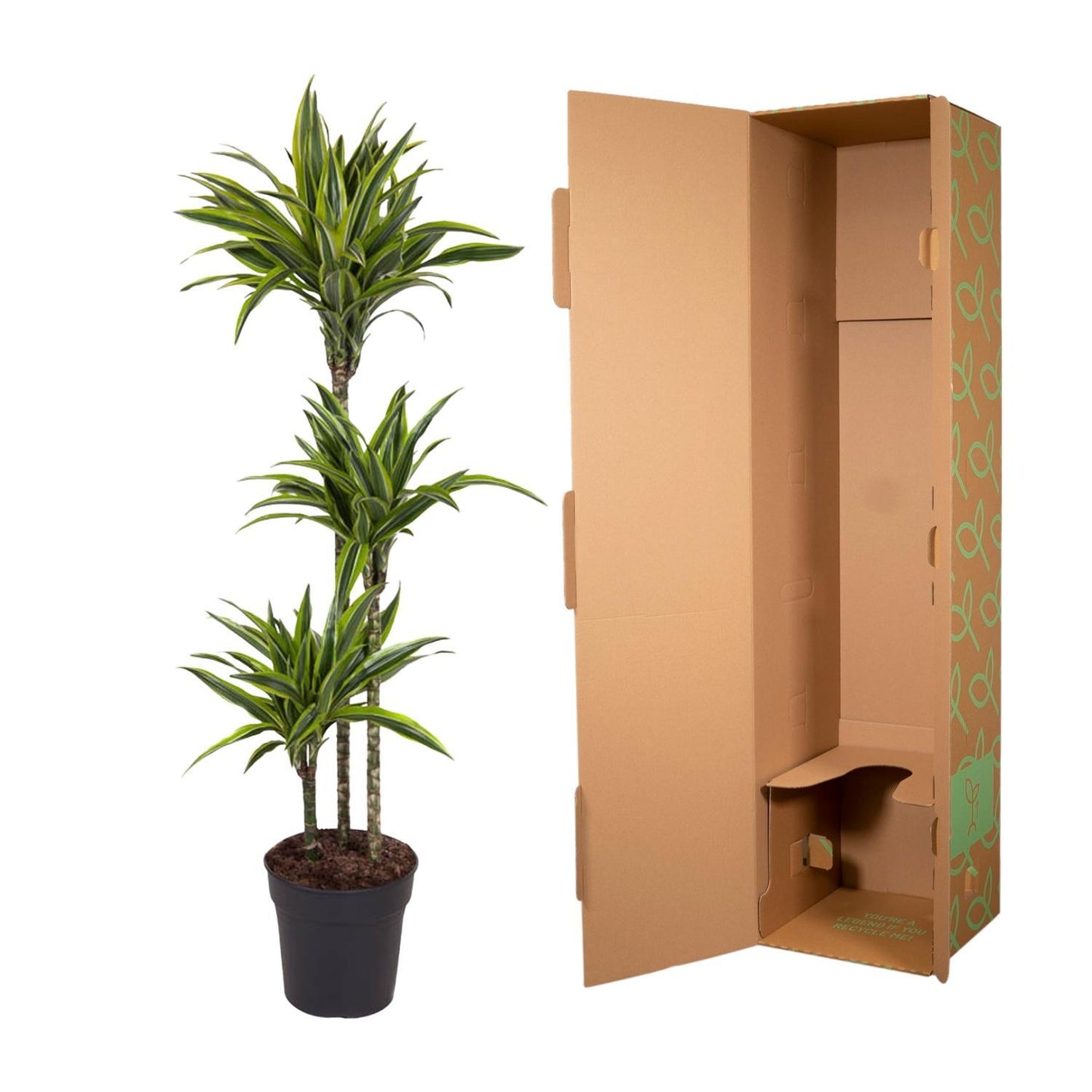 Dracaena Lemon Lime - Drachenbaum - Ø140cm - ↨24cm