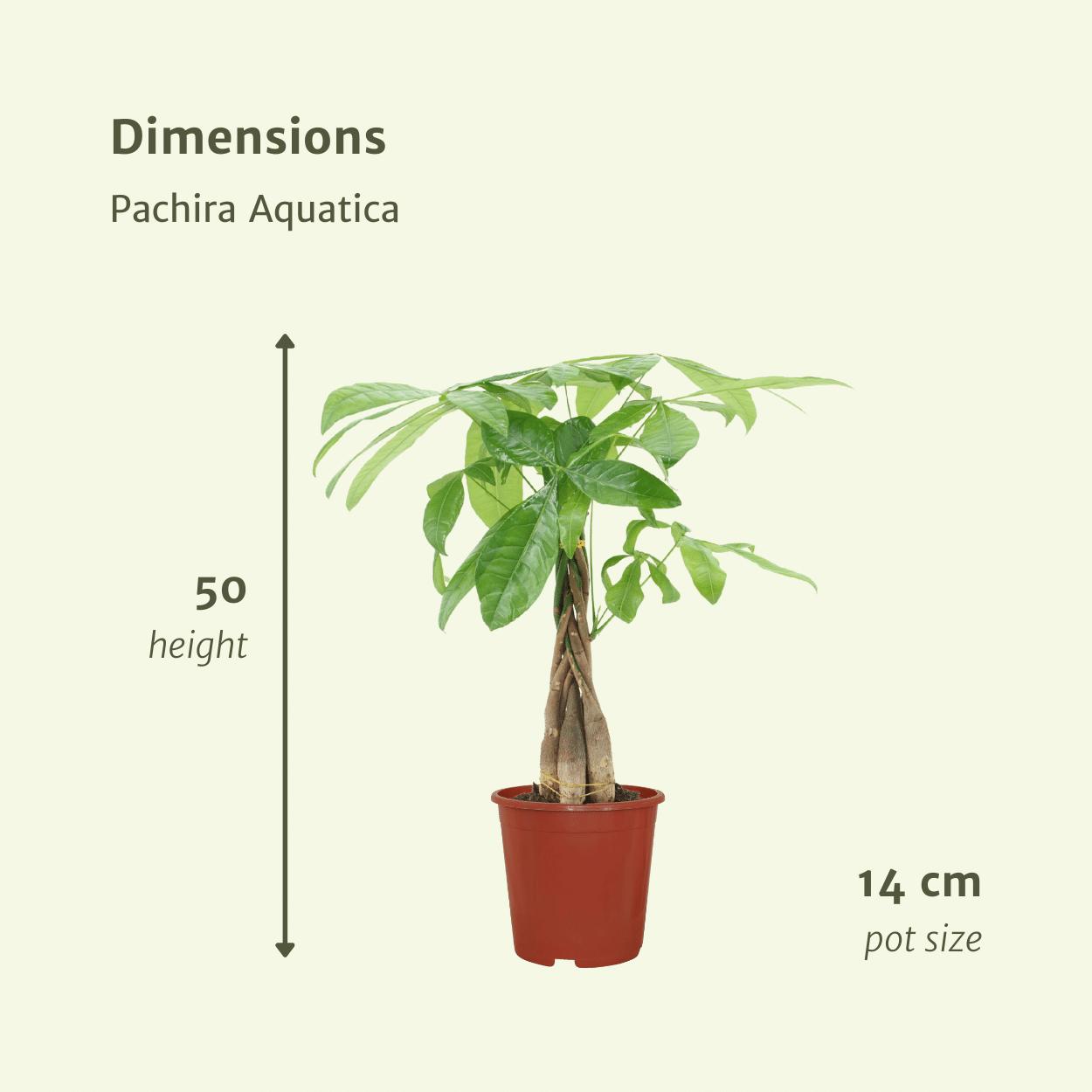 2x Pachira Aquatica - Geldbaum - ↨50cm - Ø14cm