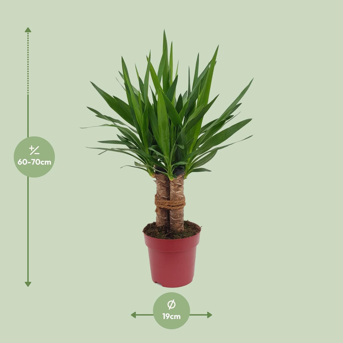 Yucca "Tres Cañas" mit Stamm - Ø19cm - ↨70cm