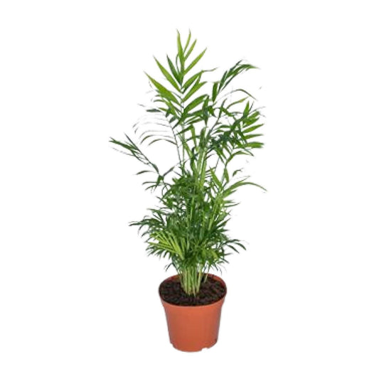 Chamaedorea Elegans - Mexikanische Bergpalme - Ø17cm -↨55cm