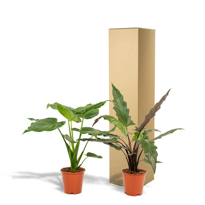 Alocasia Cucullata -↨60cm - Ø19cm  + Alocasia Lauterbachiana -↨75cm - Ø19cm