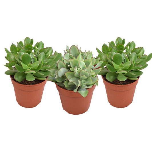 3x Crassula - Dickblatt - Ø12cm - ↨20cm