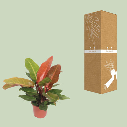 Philodendron Prince - Orange - Ø17cm - ↨45cm