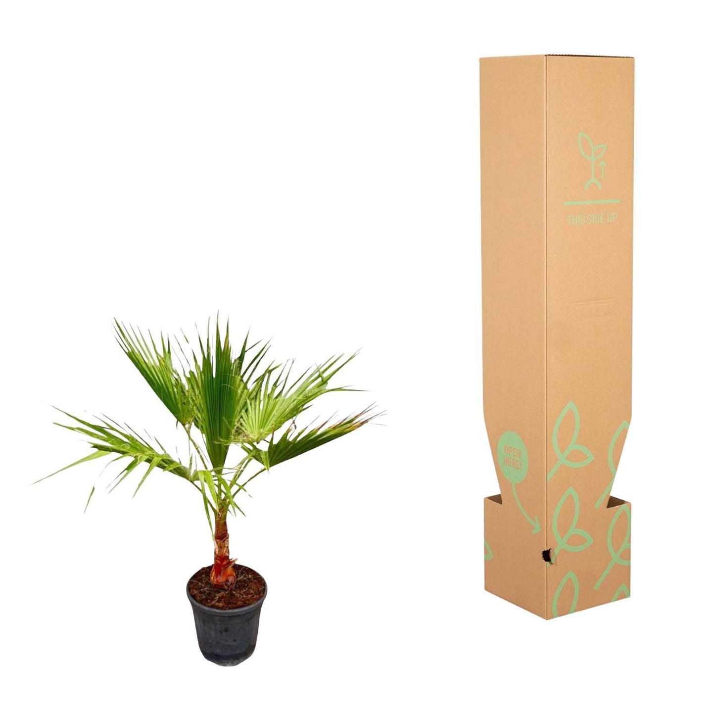 Washingtonia - Fächerpalme - ↨100cm - Ø21cm