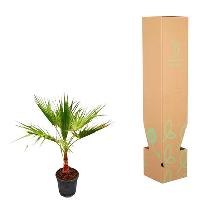 Washingtonia - Fächerpalme - ↨100cm - Ø21cm