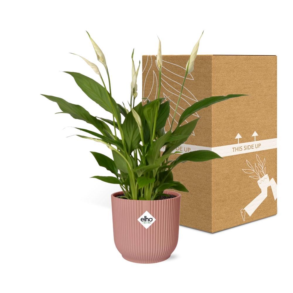 Spathiphyllum Torelli - 30cm-40cm - in ELHO Vibes Fold Topf 14cm rosa