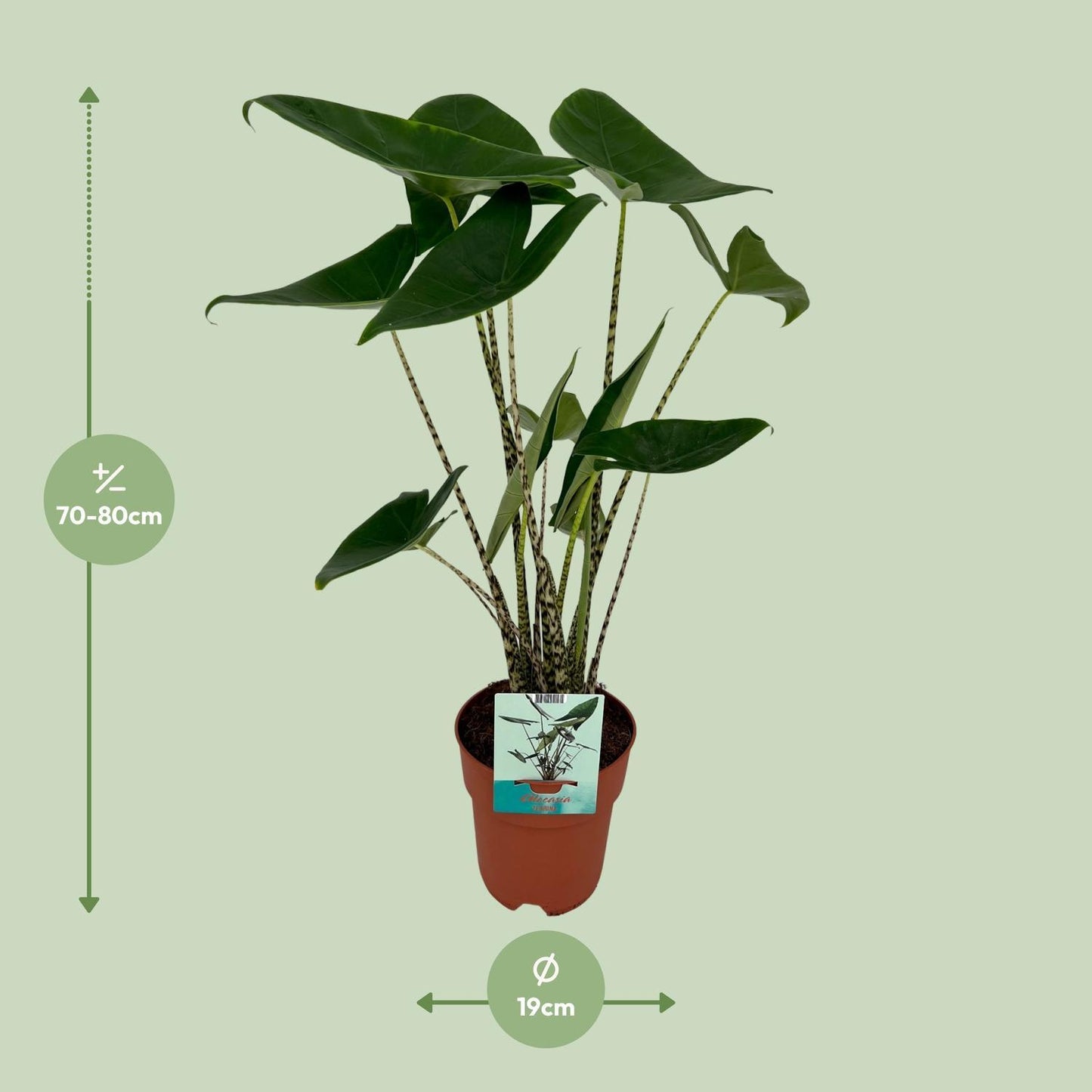 Alocasia Zebrina - ↨75cm - Ø19cm