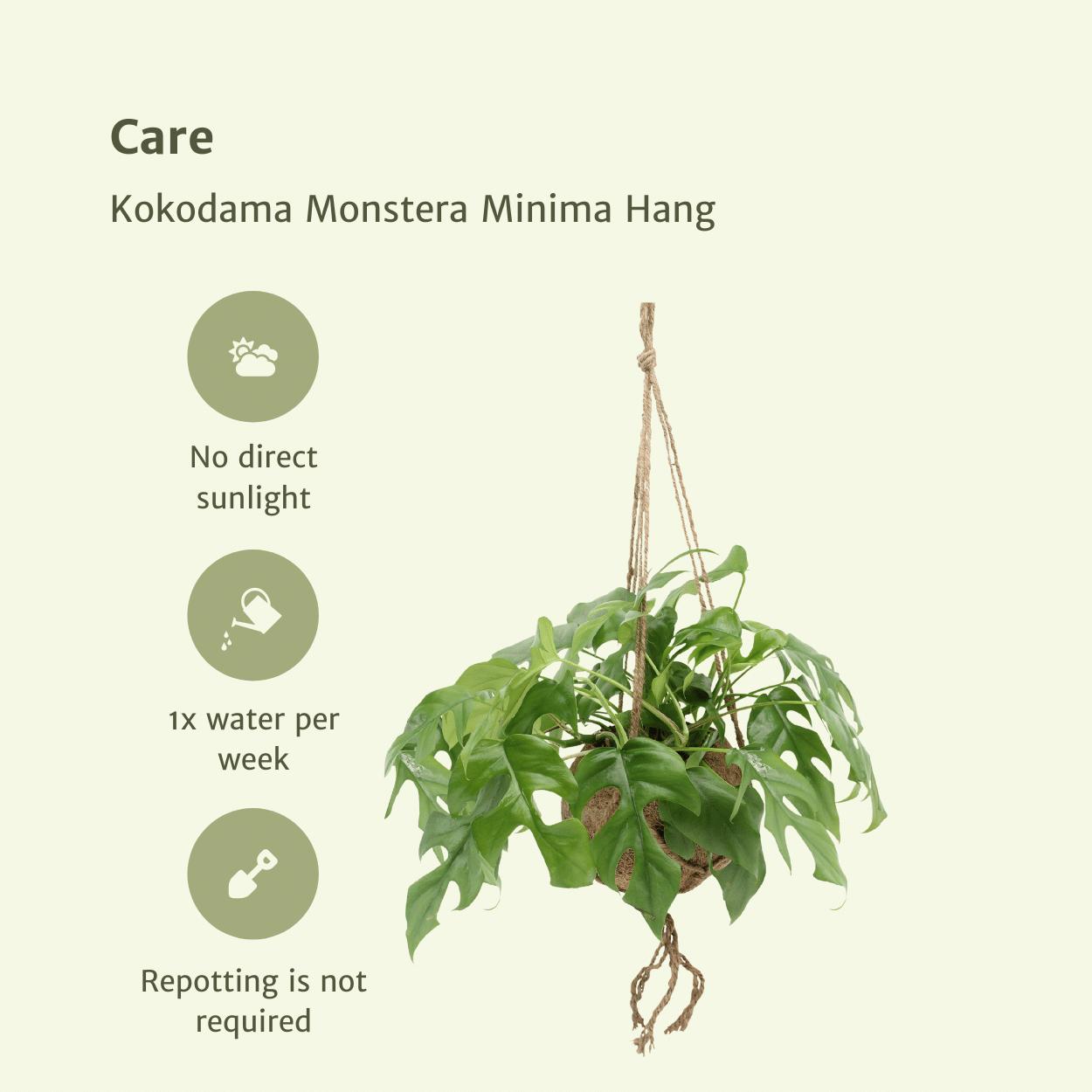 Kokodama Monstera Minima Hang (Lochpflanze) - 2 Stücke - Ø15cm - ↨25cm