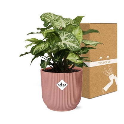 Syngonium Arrow - 20cm-30cm in ELHO Vibes Fold Topf rosa 14cm