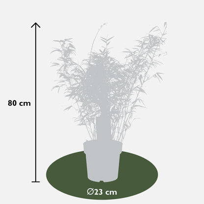 Fargesia Rufa - Schirmbambus - Ø23cm - ↨80cm