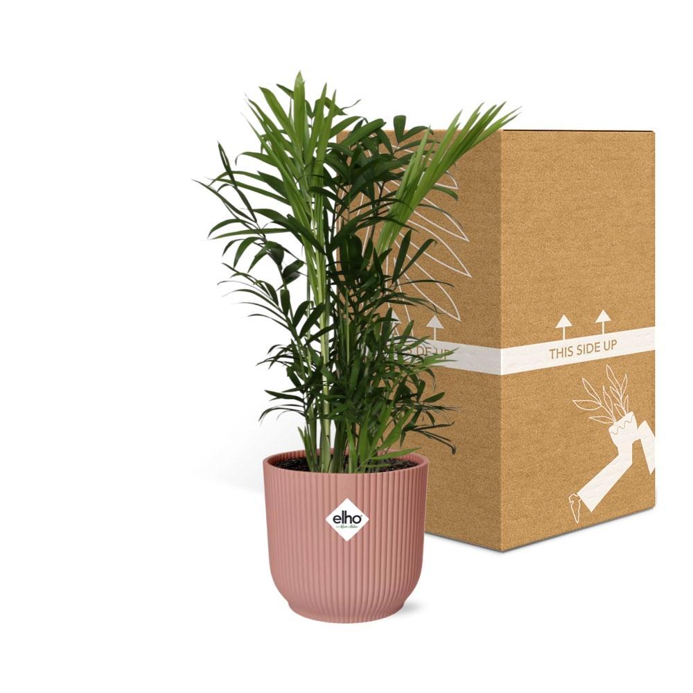 Chamaedorea Elegans - 30cm-40cm - in ELHO Vibes Fold 14cm Rosa