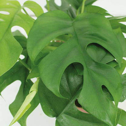 Kokodama Monstera Minima Hang (Lochpflanze) - 2 Stücke - Ø15cm - ↨25cm