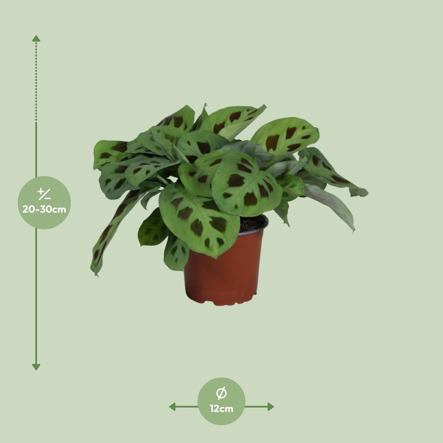 Maranta Leuconeura Kerchoveana - Ø12cm - ↨30cm