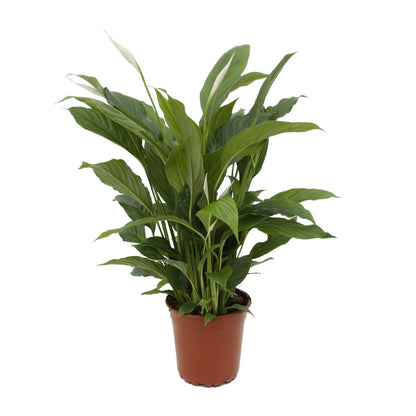 Spathiphyllum Torelli  - Ø17cm - ↨65cm