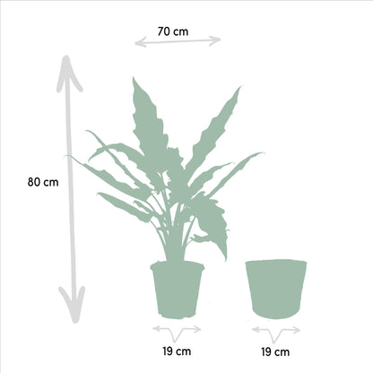 Alocasia Cucullata -↨60cm - Ø19cm + Alocasia Lauterbachiana - ↨75cm - Ø19cm + Korb Selin