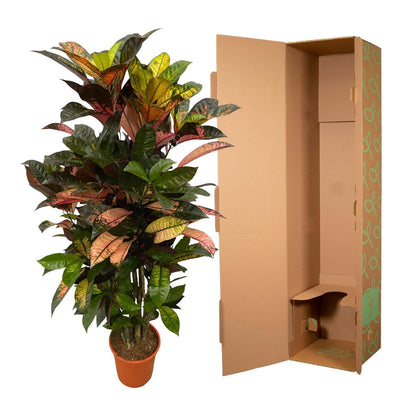 Codiaeum  Iceton - ↨130 cm - Ø21cm