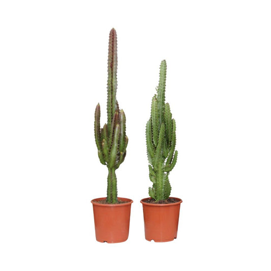 2x Euphorbia Grün / Rot - Ø17cm - ↨75cm