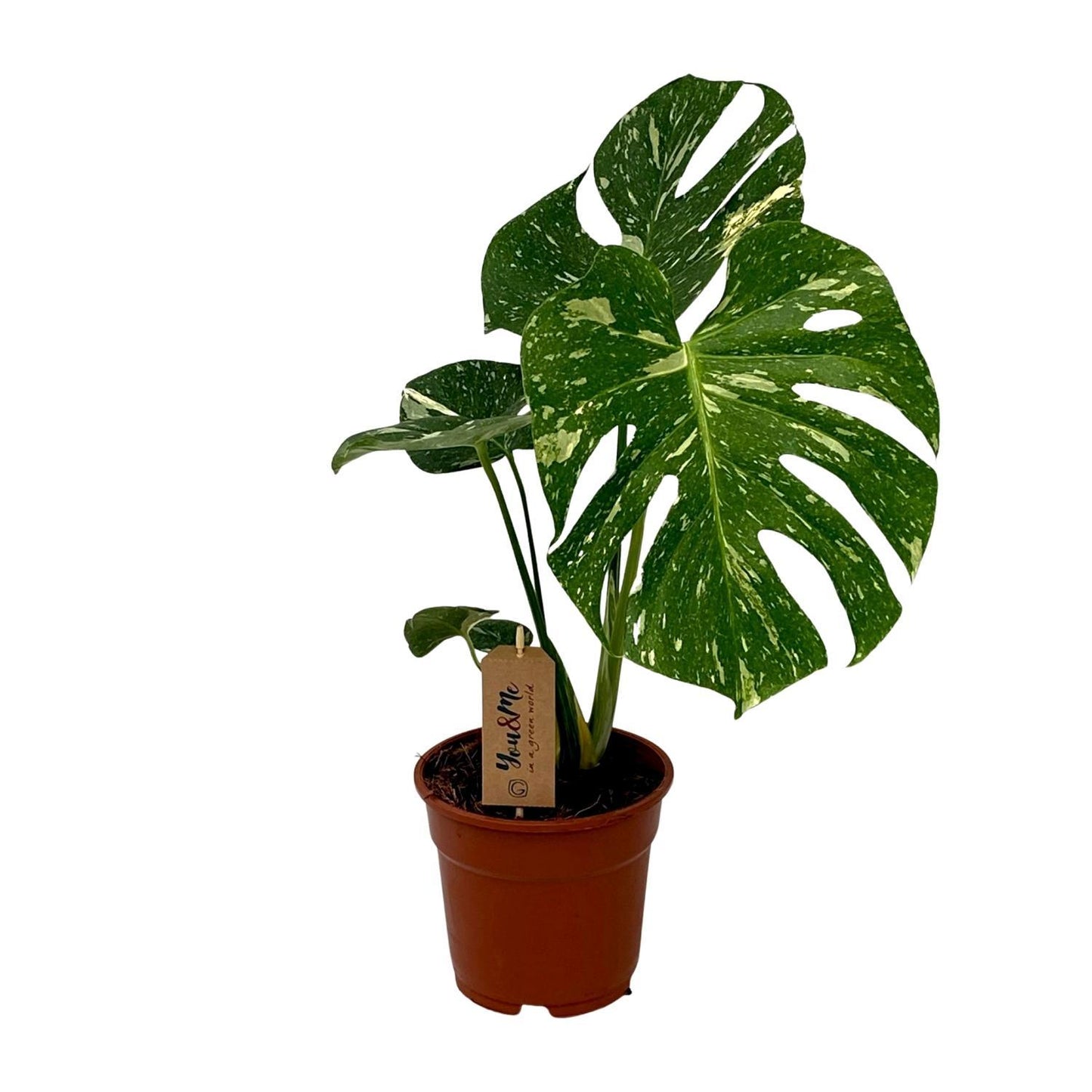 Monstera Deliciosa - Ø17cm - ↨50cm