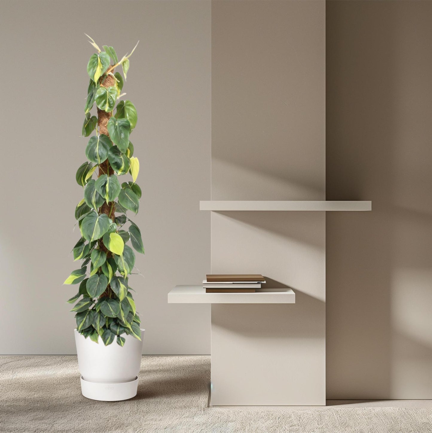 Philodendron Scandens Brasil  -Ø27cm -  ↨150cm