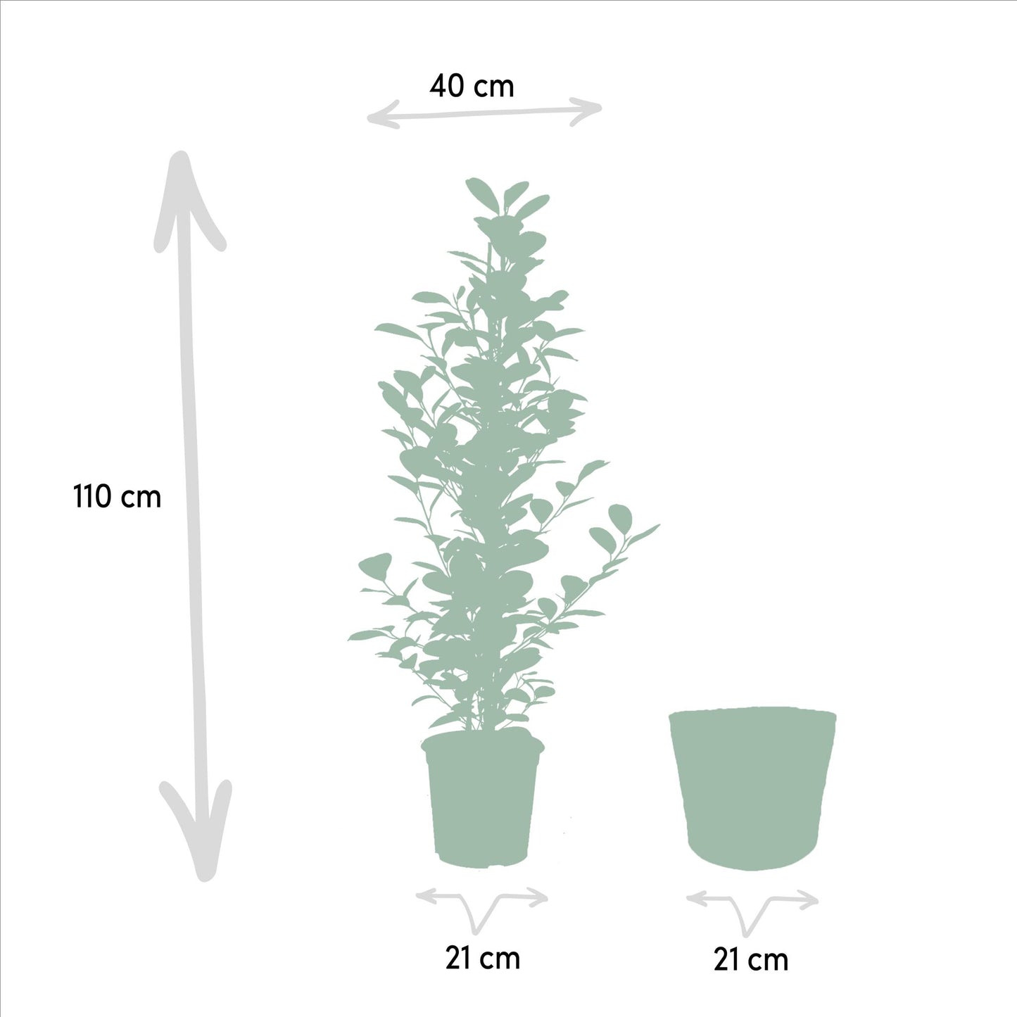 Ficus Benjamina Danielle - Ø21cm - ↨95cm + Ficus Benjamina Twilight - Ø21cm - ↨95cm + Ficus Microcarpa Moclame - Ø21cm - ↨95cm + Korb Selin