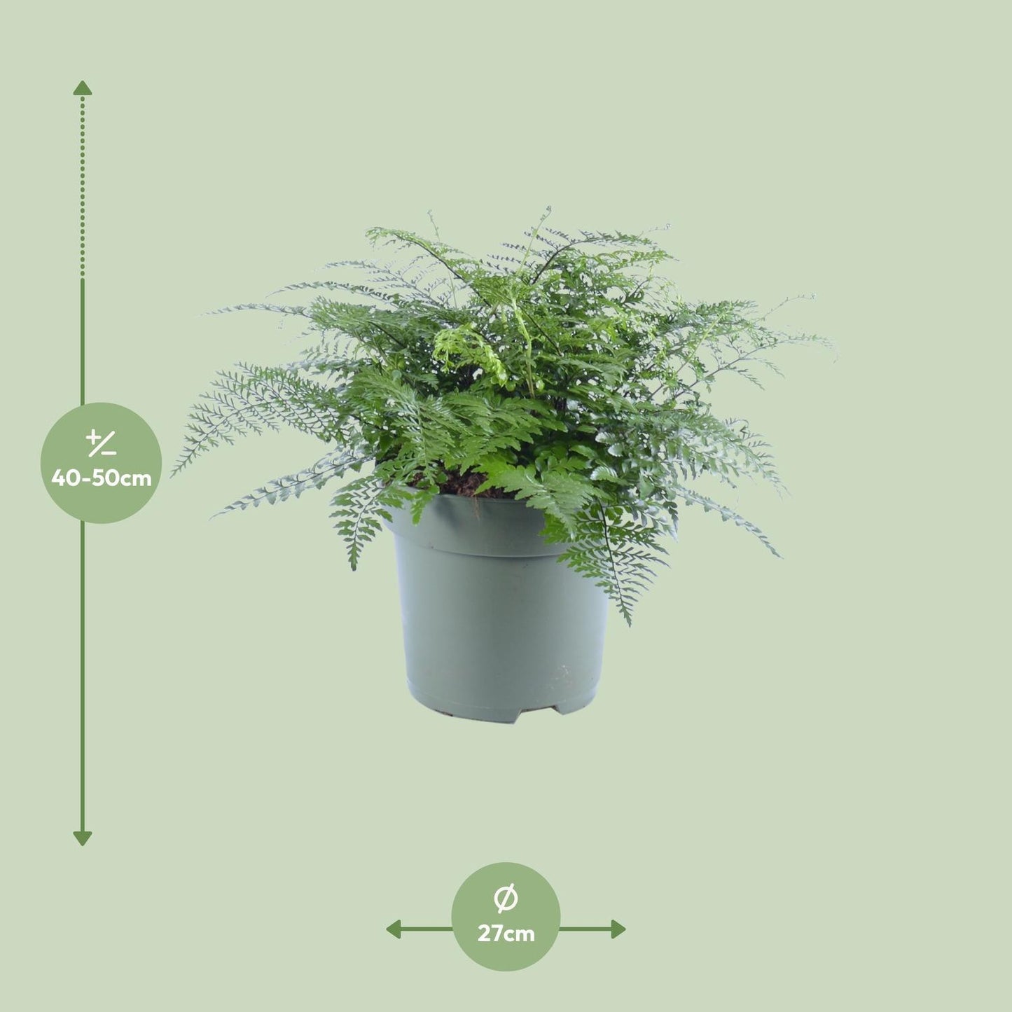 Asplenium Parvati - Nestfarn - Ø27cm - ↨50cm