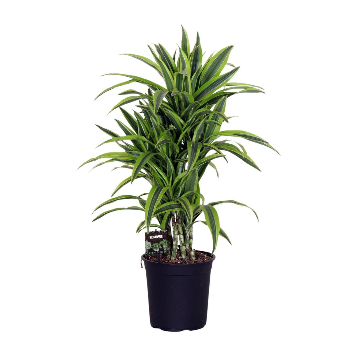 Dracaena Lemon Lime - Drachenbaum - Ø24cm - ↨100cm