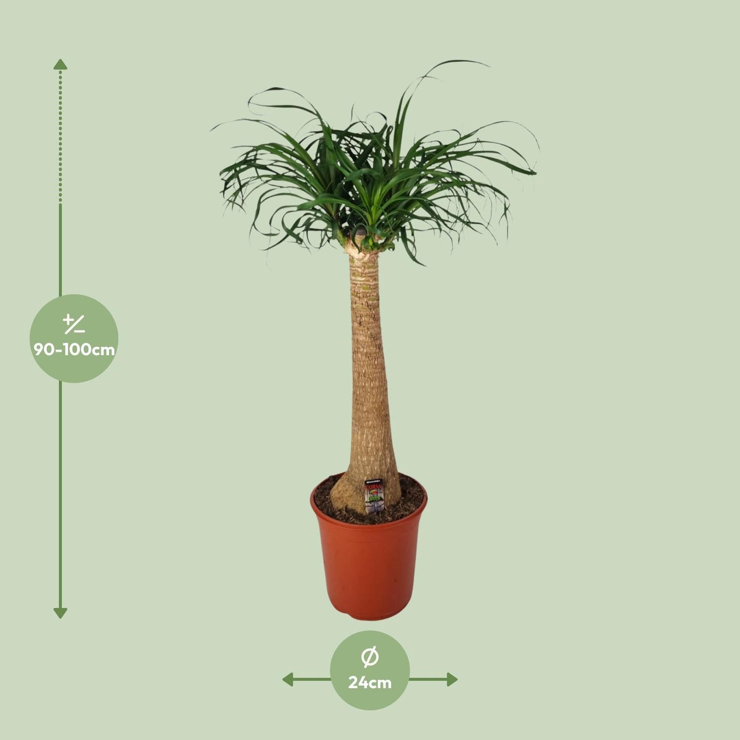 Beaucarnea Nolina - Elefantenfuß  - Ø24cm - ↨95cm