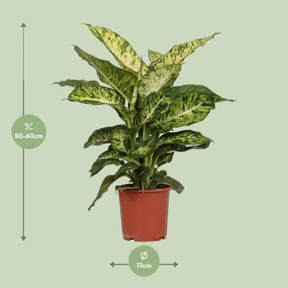 Dieffenbachia Mars -  Ø17cm - ↨50cm