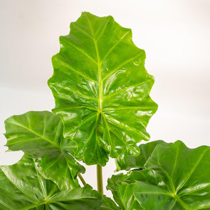 Alocasia Portodora - ↨80cm - Ø21cm + Korb Selin