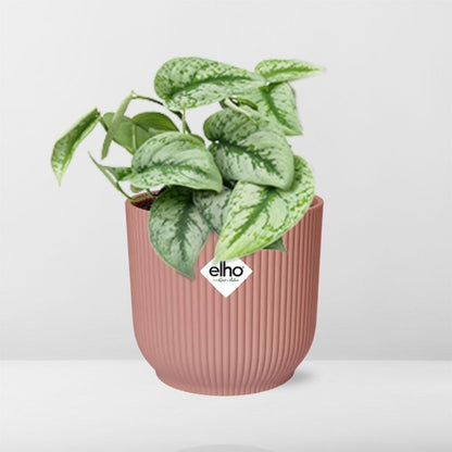 Scindapsus Pictus ‘Trebie’ - 10cm-20cm - in ELHO Vibes Fold Topf 14cm rosa