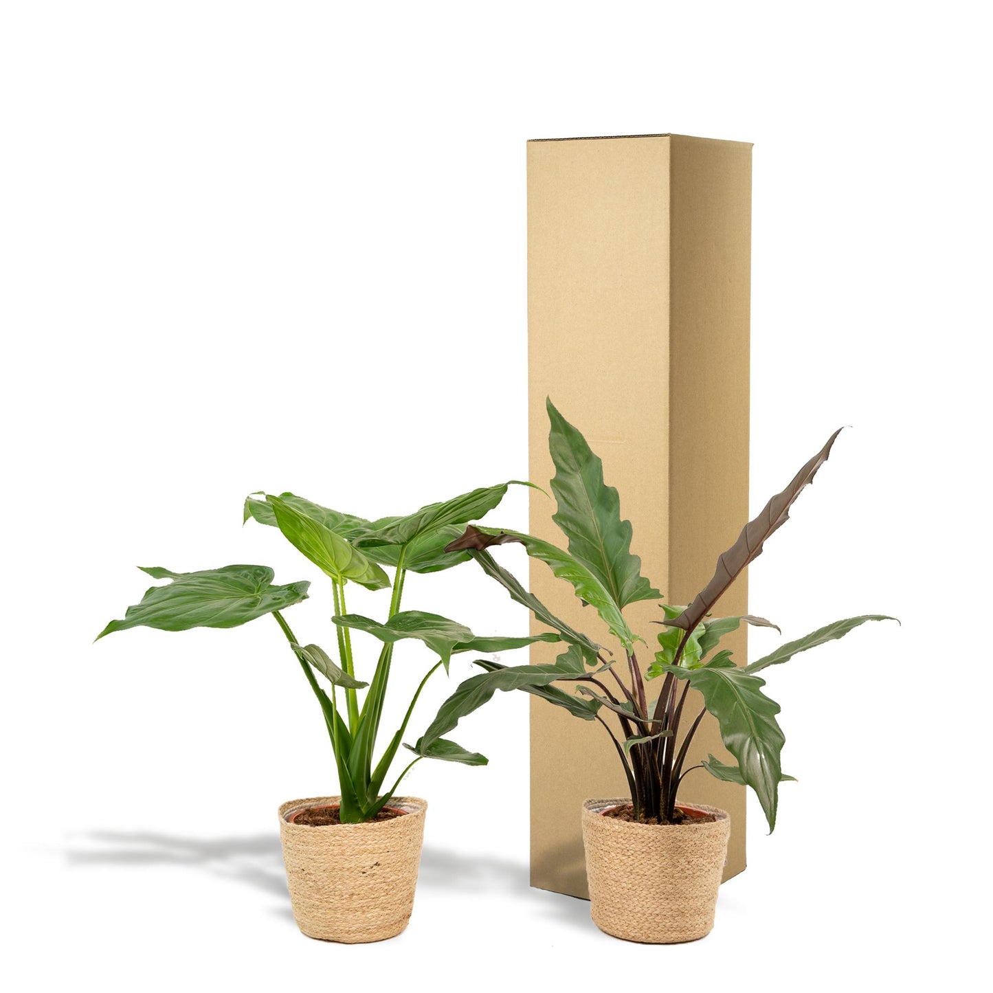 Alocasia Cucullata -↨60cm - Ø19cm + Alocasia Lauterbachiana - ↨75cm - Ø19cm + Korb Selin