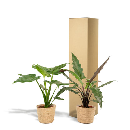 Alocasia Cucullata -↨60cm - Ø19cm + Alocasia Lauterbachiana - ↨75cm - Ø19cm + Korb Selin