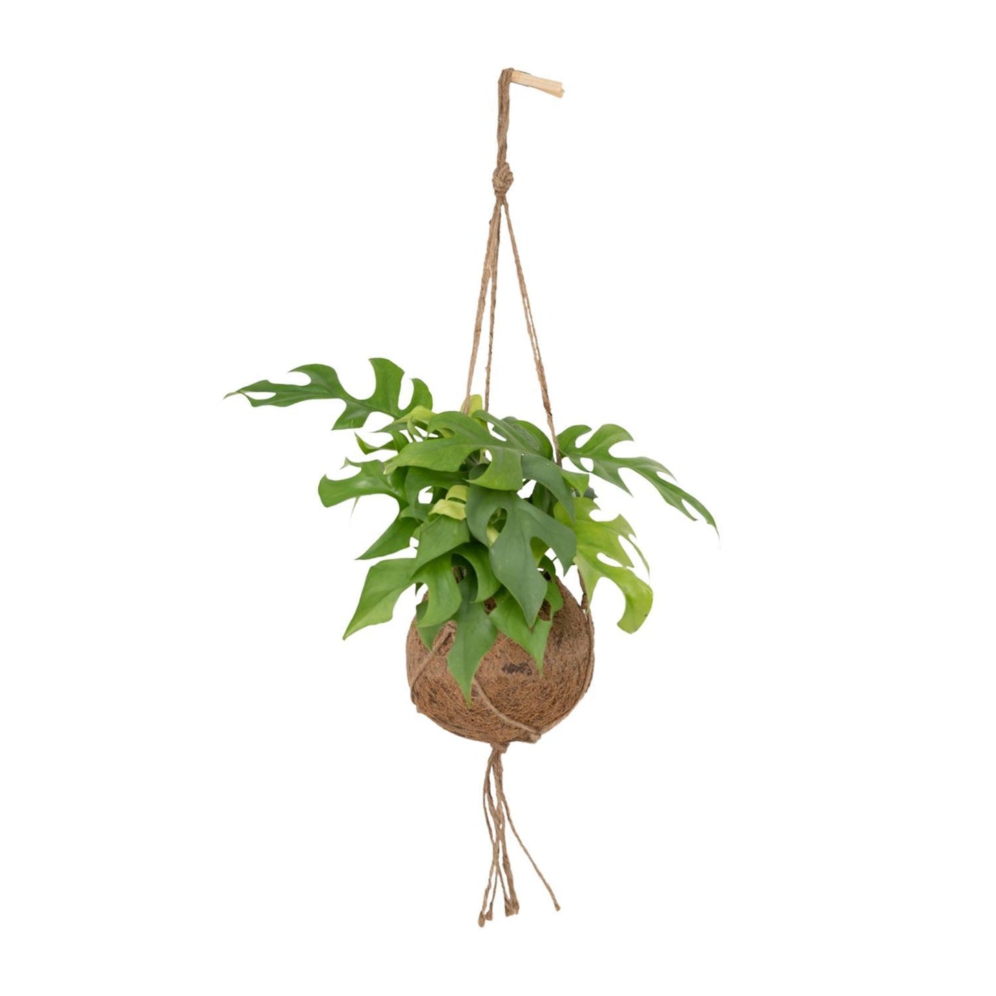 Kokodama Monstera Minima Hang - Lochpflanze - ↨25cm - Ø15cm