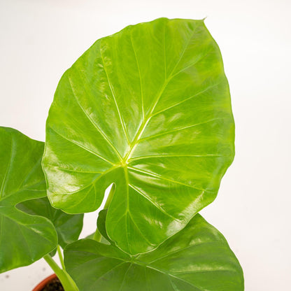 Alocasia Macrorrhiza - ↨70cm - Ø19cm + Korb Selin