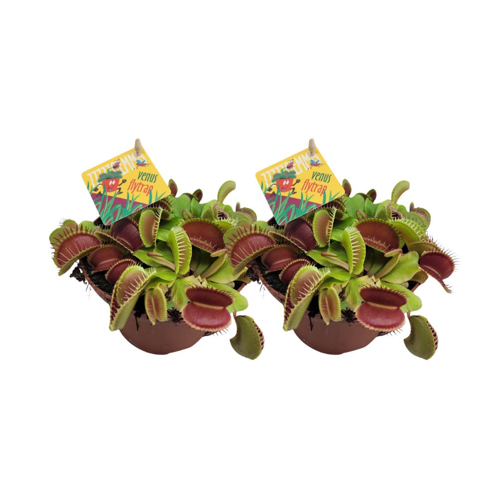 2x Dionaea Muscipula - Venusfliegenfalle - Ø12cm - ↨12cm