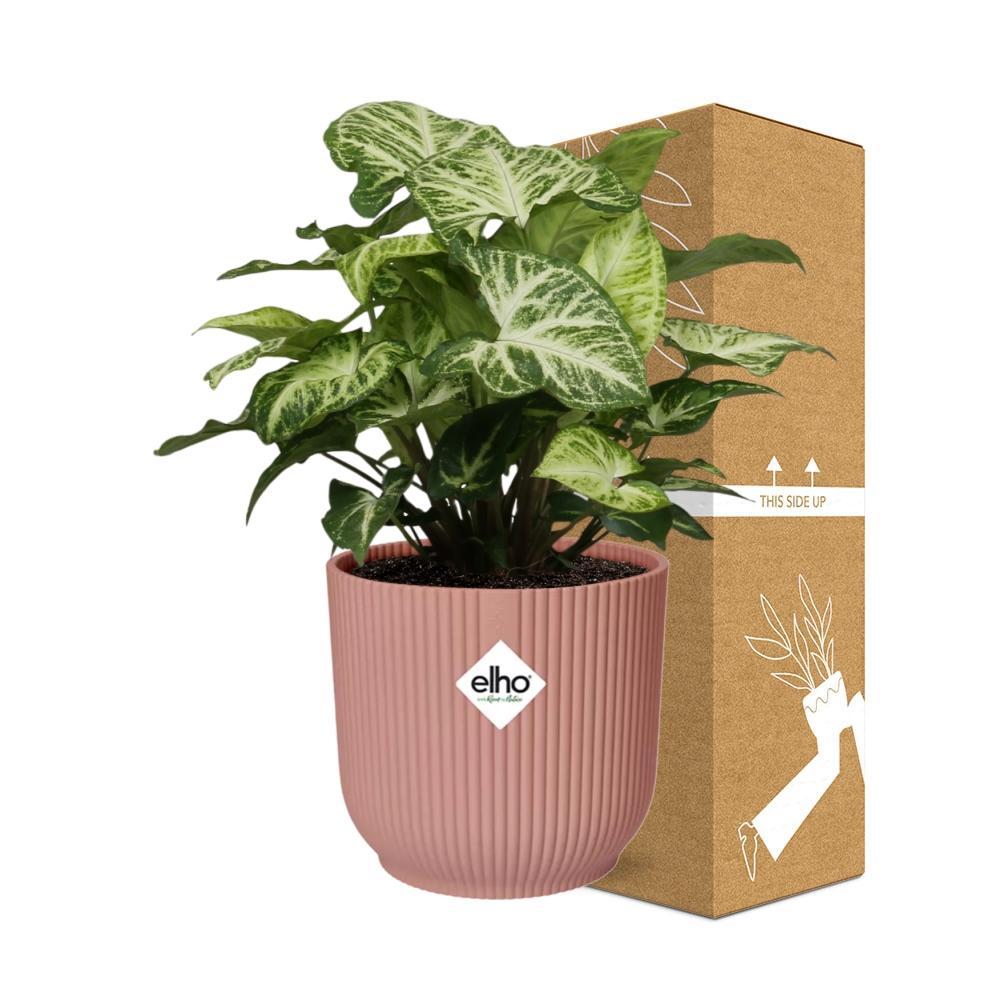 Syngonium Arrow - 20cm-30cm in ELHO Vibes Fold Topf rosa 14cm