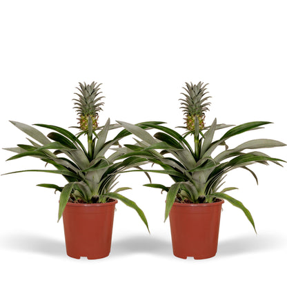 2x Bromelia - Ananaspflanze -  Ø12cm - ↨30cm