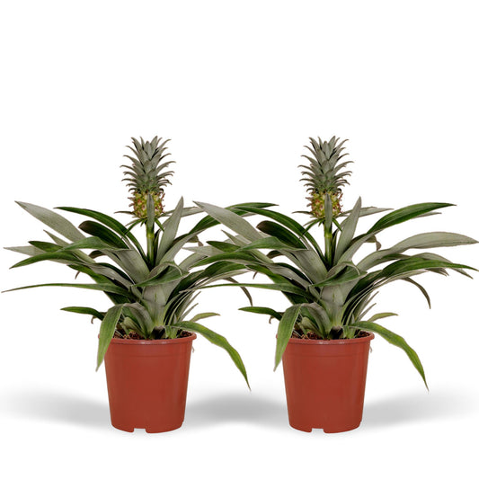 2x Bromelia - Ananaspflanze -  Ø12cm - ↨30cm