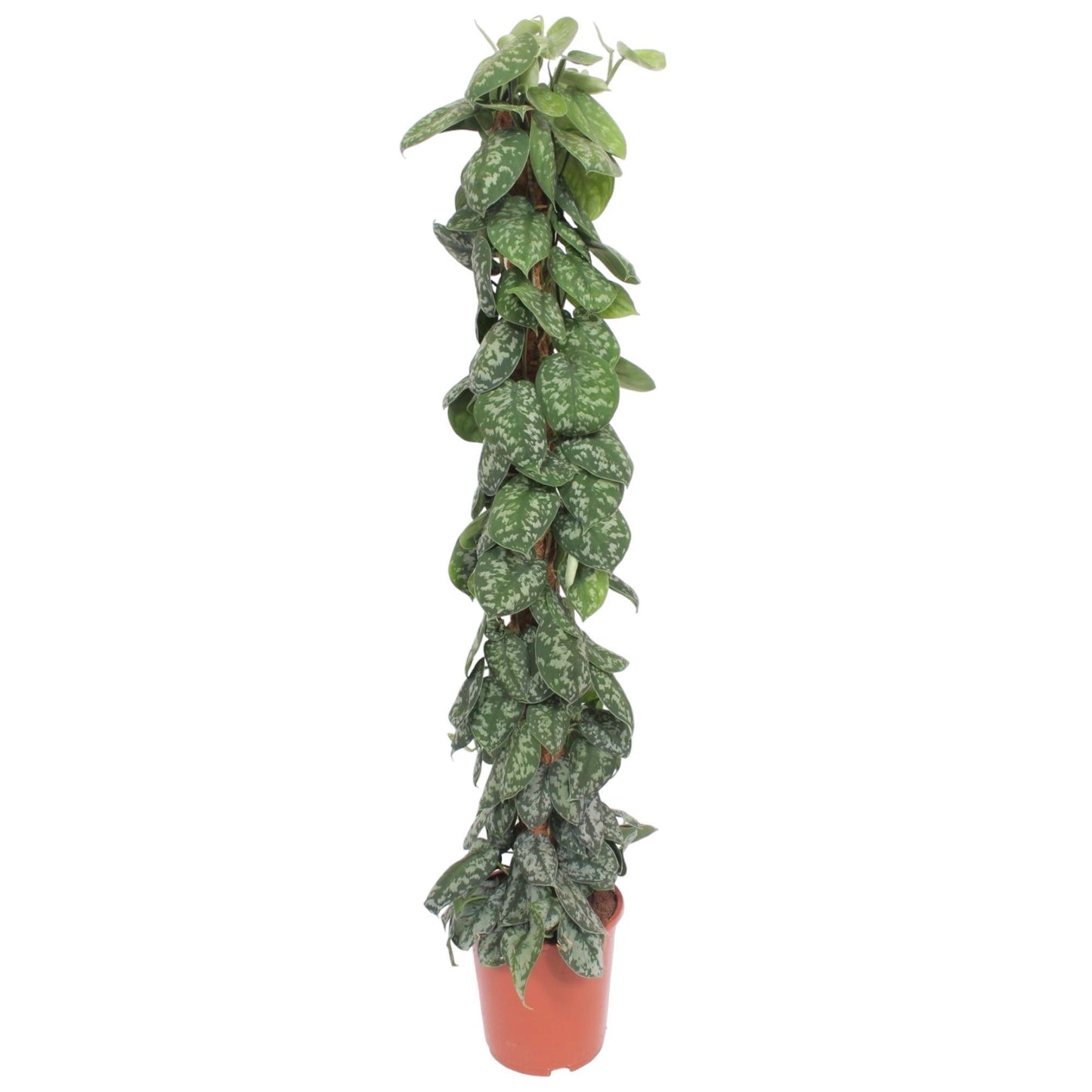 Scindapsus Pictus Trebie mit Stock  - ↨160cm - Ø27cm