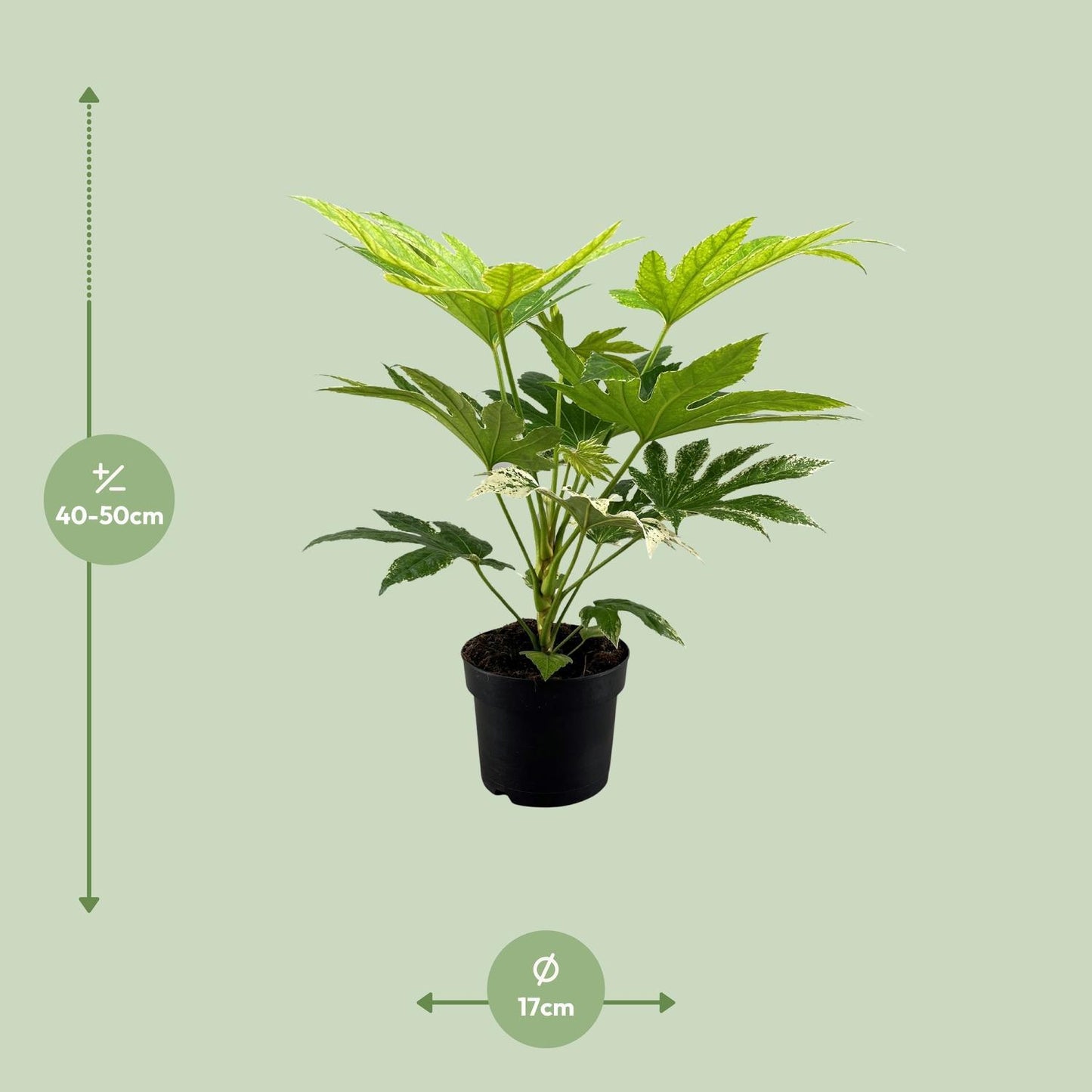 Fatsia Japonica - Zimmeraralie  - Ø17cm - ↨50cm