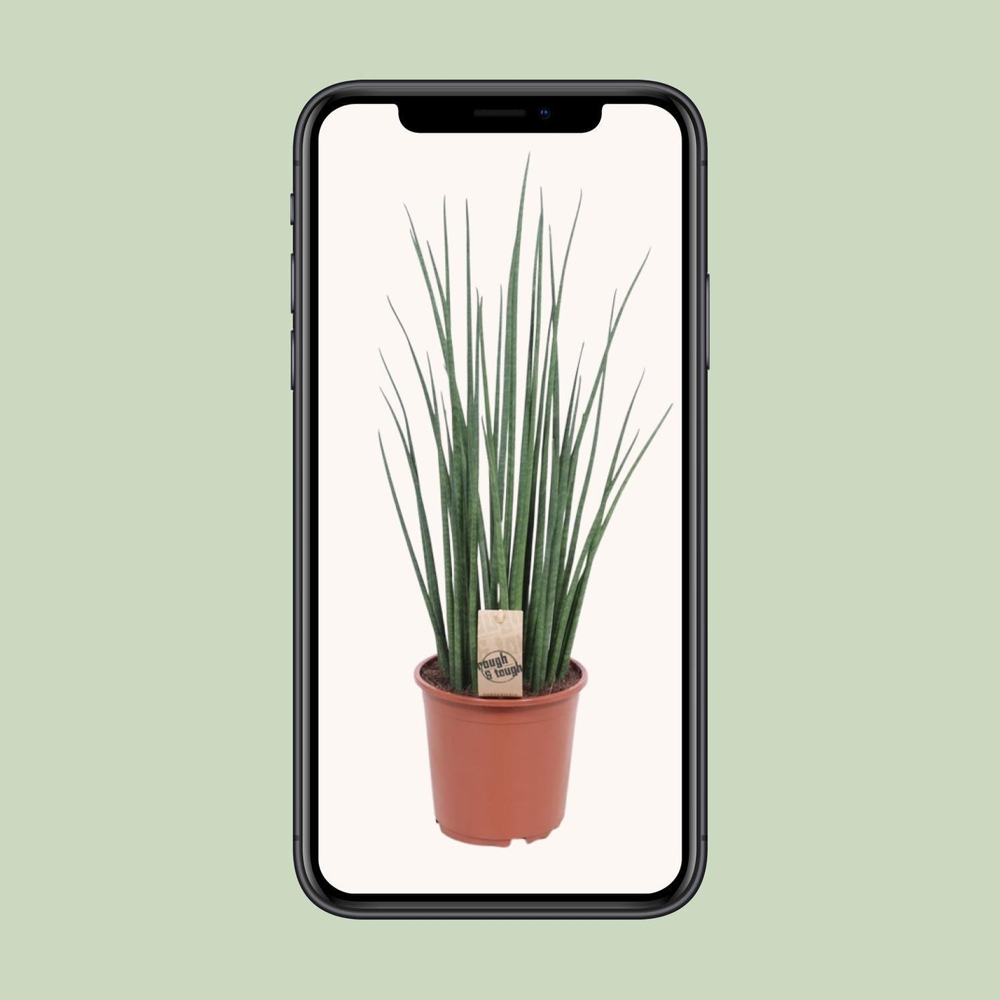 Sansevieria Mikado - Ø19cm - ↨70cm