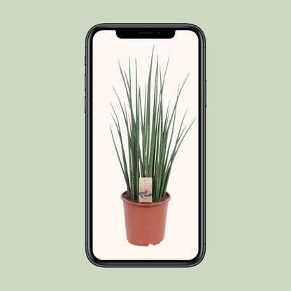 Sansevieria Mikado - Ø19cm - ↨70cm