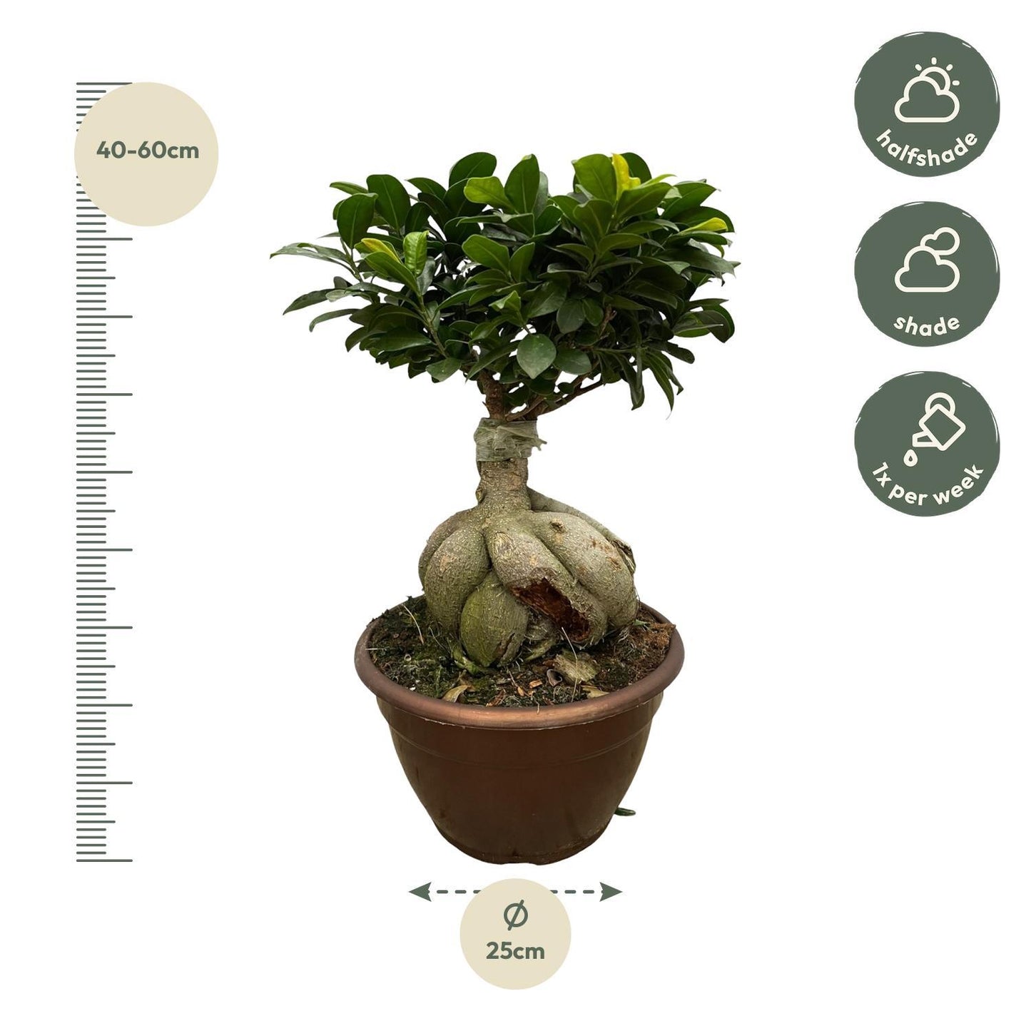 Ficus Ginseng - Chinesische Feige  - ↨50cm - Ø25cm